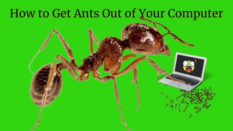 get ants out